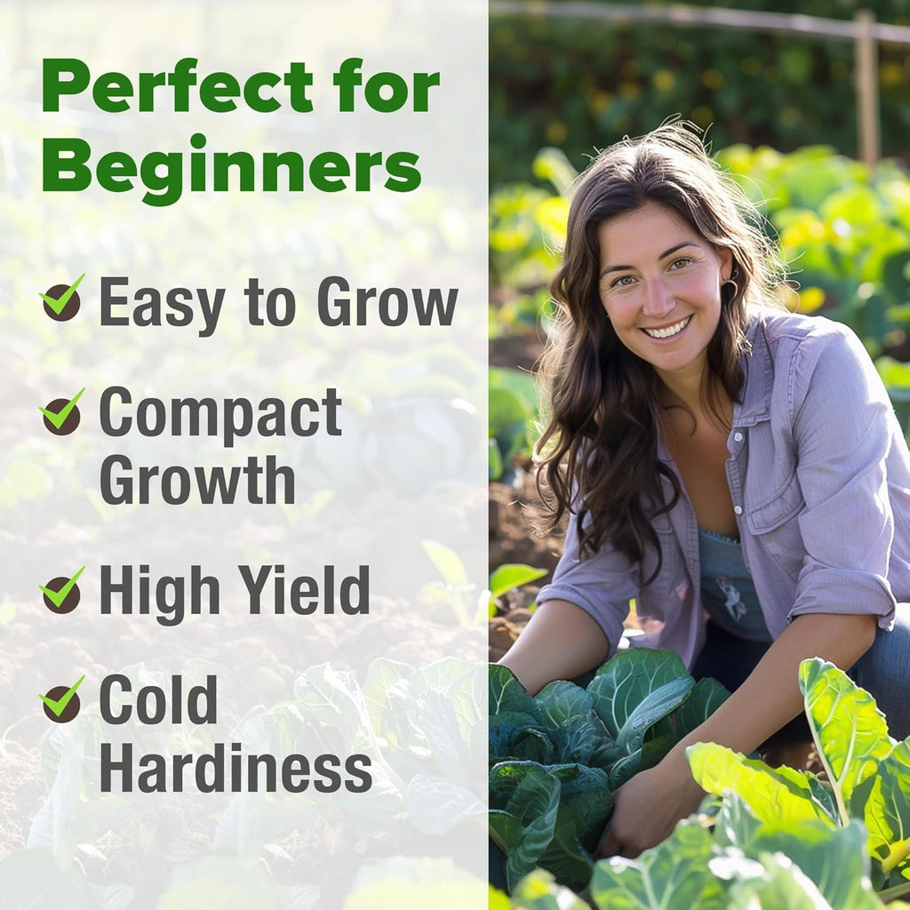 HOME GROWN 𝗨𝗦𝗔 𝗣𝗥𝗘𝗠𝗜𝗨𝗠 Collard Green Seeds - 300 Seeds for Fall Planting - High Germination 𝗡𝗢𝗡-𝗚𝗠𝗢 Heirloom Vegetable Seeds, Vates Collard Greens Seed Pack (Brassica oleracea)
