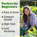 HOME GROWN 𝗨𝗦𝗔 𝗣𝗥𝗘𝗠𝗜𝗨𝗠 Collard Green Seeds - 300 Seeds for Fall Planting - High Germination 𝗡𝗢𝗡-𝗚𝗠𝗢 Heirloom Vegetable Seeds, Vates Collard Greens Seed Pack (Brassica oleracea)
