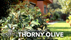 Elaeagnus Pungens I 20 Live Plants I Thorny Olive I Hardy Evergreen Shrub with Fragrant Blooms, Perfect for Hedges, Screening & Ornamental Garden Display