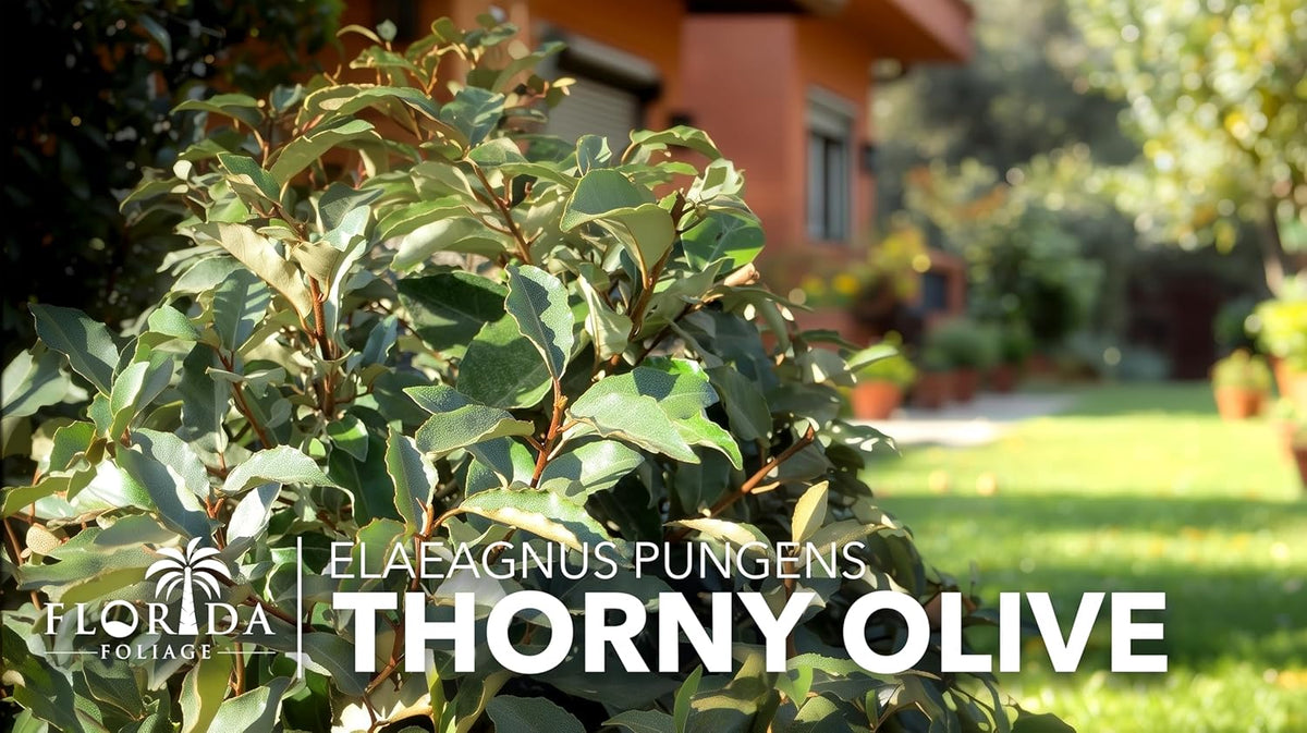 Elaeagnus Pungens I 20 Live Plants I Thorny Olive I Hardy Evergreen Shrub with Fragrant Blooms, Perfect for Hedges, Screening & Ornamental Garden Display