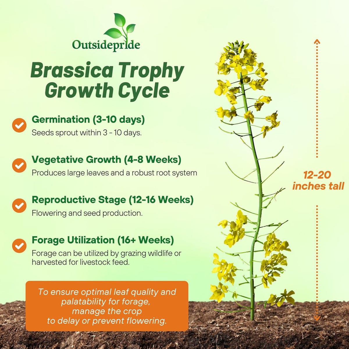 Outsidepride Trophy Forage Rape Seed - 10 Lbs Heat, Cold & Drought-Tolerant Brassica Food Plot Seed, Ideal for for Deer & Livestock Grazing, Fall Planting, Soil Improvement, & Erosion Control