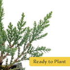 4 Tamarix Juniper in 3.5" Nursery Cubes | Juniperus Sabina ‘Tamariscifolia’ | Dense, Low-Maintenance Evergreen Shrub with Fine, Feathery Foliage | Ready-to-Plant Live Starters
