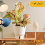 Costa Farms Trending Tropicals Aglaonema Live Indoor Plant, Self Watering Décor Plant Pot, 1 Foot Tall