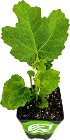 LSU Gold Fig Tree Starter Plant - Ficus carica by Wellspring Gardens - Fig Live Plants- Fig Tree - Fig Plant - Fig Trees Live Plants for Plants Enthusiast