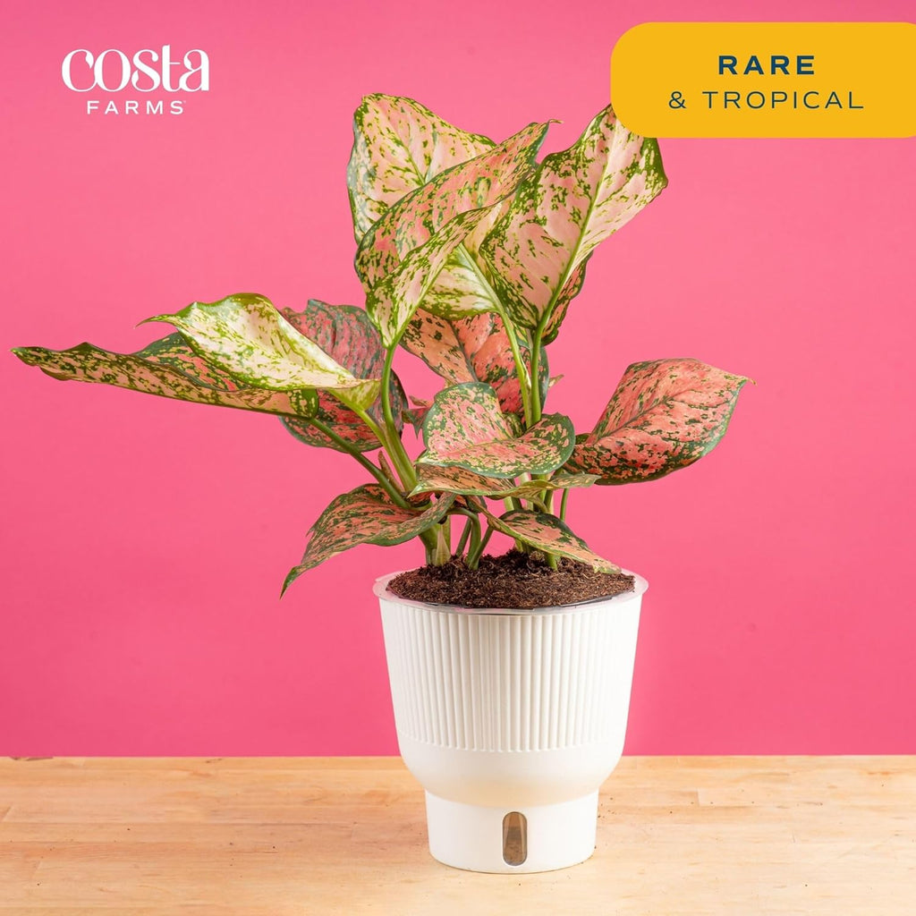 Costa Farms Trending Tropicals Aglaonema Live Indoor Plant, Self Watering Décor Plant Pot, 1 Foot Tall