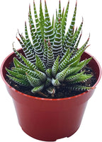 Live Succulent 4" Haworthia Super Fasciata, Succulents Plants Live Fully Rooted House Plant for Home Office Decoration, DIY Projects by The Succulent Cult