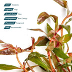 SubstrateSource Live Plants - Alternanthera reineckii ‘Mini’ - Bright Red to Pink Foreground Stem Plant for High Light, CO₂ Aquascaping, Compact Growth Red, Pink, Purple Accent - Lead Bunch