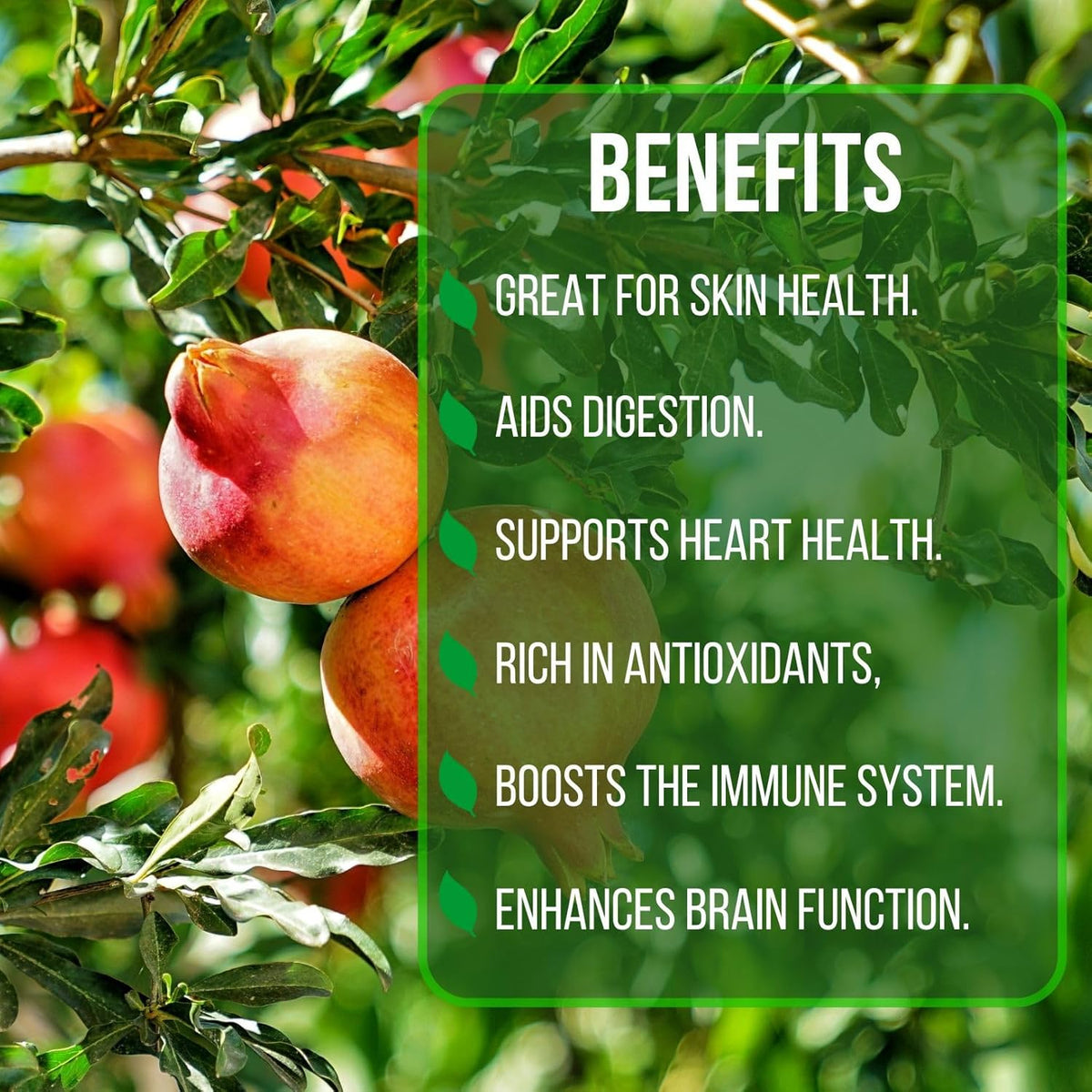 Pomegranate Salavatski Live for Sale (4 Pack) | Easy to Grow Plants | Edible Fruit Plant for Sustainable Living | Grow Your own Food on Your Edible Organic Garden| Live for Planting| 2 inch Pot