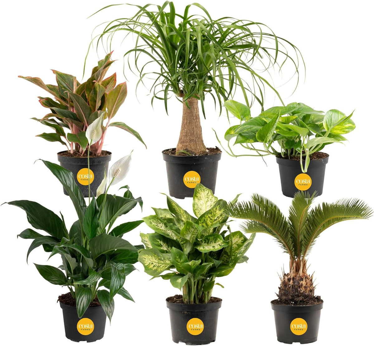 Costa Farms Live Indoor Plant Variety Pack in Plastic Pots, Easy to Maintain, Air Purifying Houseplants, Home, Room, or Office Decor, House Warming or Birthday Gift, 12-24 Inches Tall, Pack of 6