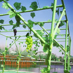 118'' L x 79'' W x 90.5'' H Large Grape Vine Support Arch Arbour Gazebo Trellis Rack Pergola Plastic-coated Metal Large Cane Frame For Vineyard Outdoor Patio Lawn Yard Garden Decoration Green