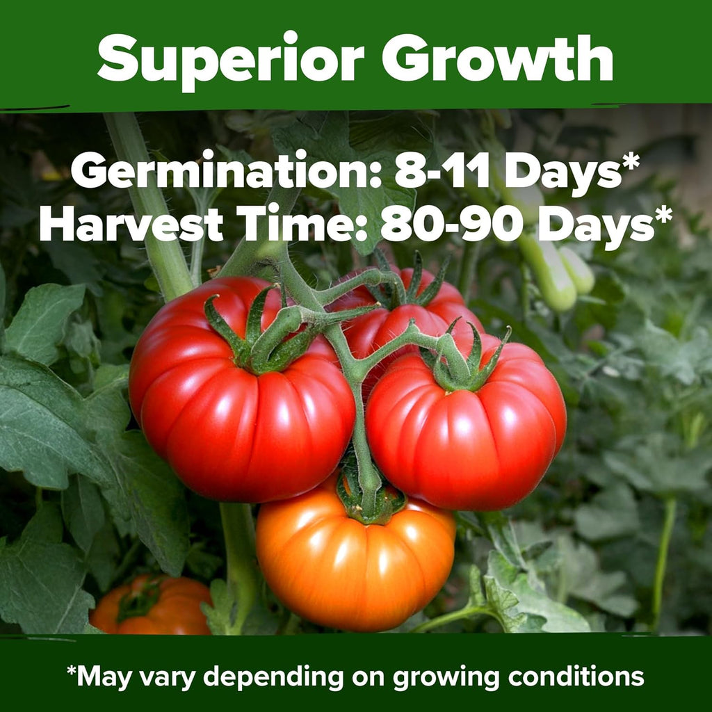 HOME GROWN Beefsteak Tomato Seed Pack - 300 Heirloom Tomato Seeds for Planting Outdoors – High-Yield Non-GMO Vegetable Seeds for Growing Large, Meaty Tomatoes for Summer Dishes (Solanum lycopersicum)