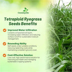 Outsidepride Ryegrass Seeds - 25 lb. Annual, Hardy & Fast-Growing, Cover Crop Seeds for Planting Glossy Dark Green Grass Leaves, Ideal for Hay Foraging, Pasture Grazing & Erosion Control