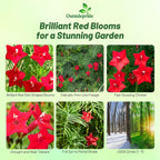 Outsidepride Red Cypress Vine Seeds - 200 Pcs Annual Flower Seeds with Nectar-Rich, Star-Shaped Flowers & Feathery, Fern-Like Leaves for Fences, Trellises, Pergolas & Vertical Gardens