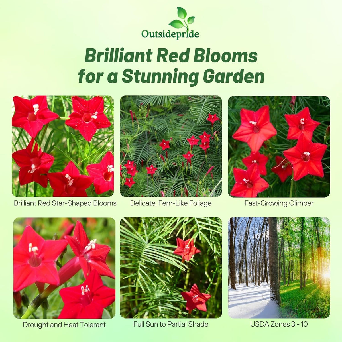 Outsidepride Red Cypress Vine Seeds - 200 Pcs Annual Flower Seeds with Nectar-Rich, Star-Shaped Flowers & Feathery, Fern-Like Leaves for Fences, Trellises, Pergolas & Vertical Gardens