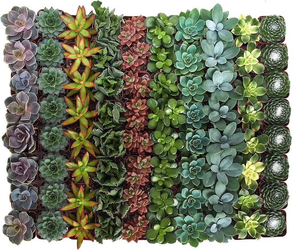 Shop Succulents Assorted Succulent Plant Pack Bulk Collection - Live Mini Succulent Plants, Low Maintenance, Mixture of Colors & Textures - Wedding and Party Favors, Gift & Garden, Pack of 40