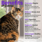 NatureZ Edge Catnip Seeds for Planting, 2200+ Herb Seeds, Indoor or Outdoor Growing, Cat Nip Seeds, Your Cat Will Love Them, Non-GMO