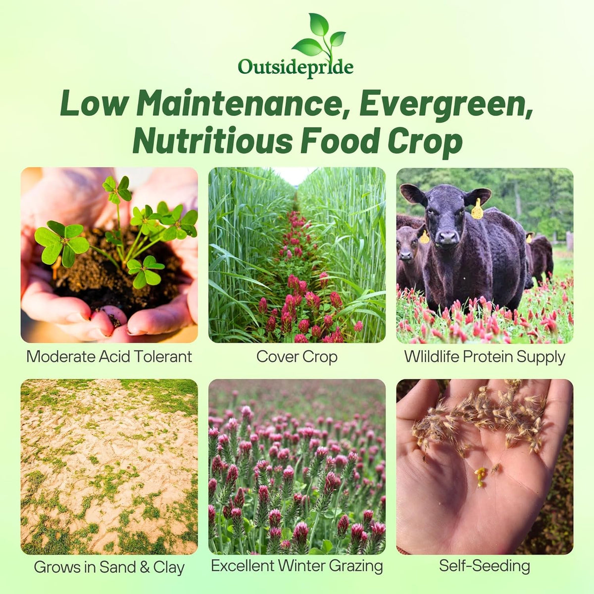 Outsidepride Crimson Clover Seeds - 1/4 lbs. Annual, Nitrocoated, & Inoculated Ground Cover Seeds, Ideal Clover Seed for Lawn, Cover Crop, Pasture, Hay, Green Manure & Wildlife Forage
