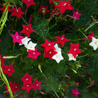 Outsidepride Mixed Cypress Vine Seeds - 100 Pcs Annual Flower Seeds with Nectar-Rich, Star-Shaped Flowers & Feathery, Fern-Like Leaves for Fences, Trellises, Pergolas & Vertical Gardens