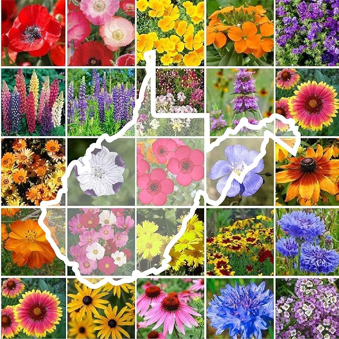 Eden Brothers West Virginia Wildflower Mixed Seeds for Planting, 1/4 lb, 120,000+ Seeds with Cornflower, Lupine | Attracts Pollinators, Plant in Spring or Fall, Zones