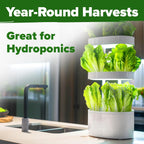 HOME GROWN Romaine Lettuce Seeds, Paris Island Bulk Pack, 7000+ Lettuce Seeds for Planting, High Germination Heirloom 𝗡𝗢𝗡-𝗚𝗠𝗢 𝗨𝗦𝗔 Vegetable Seeds,Works Indoor in Hydroponic Garden and Outdoor