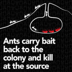 Raid Max Liquid Ant Bait; Kills Ants Where They Breed, for Indoor and Outdoor Use; 12 Bait Stations