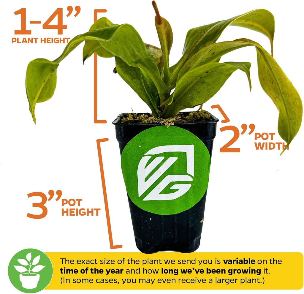 St. Gaya Pitcher Plant - Carnivorous Nepenthes by Wellspring Gardens - Unique Pitchers, Easy-Care, Indoor Plant, Striking Housplant - Fascinating Carnivorous - Starter Plant Aquatic Plant