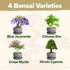 HOME GROWN Bonsai Tree Kit – Grow 4 Bonsai Types Indoors with Complete Starter Kit Including Pots Peat Pellets and Bonus Grow Guide – Unique Gardening Gift for Men Women Beginners