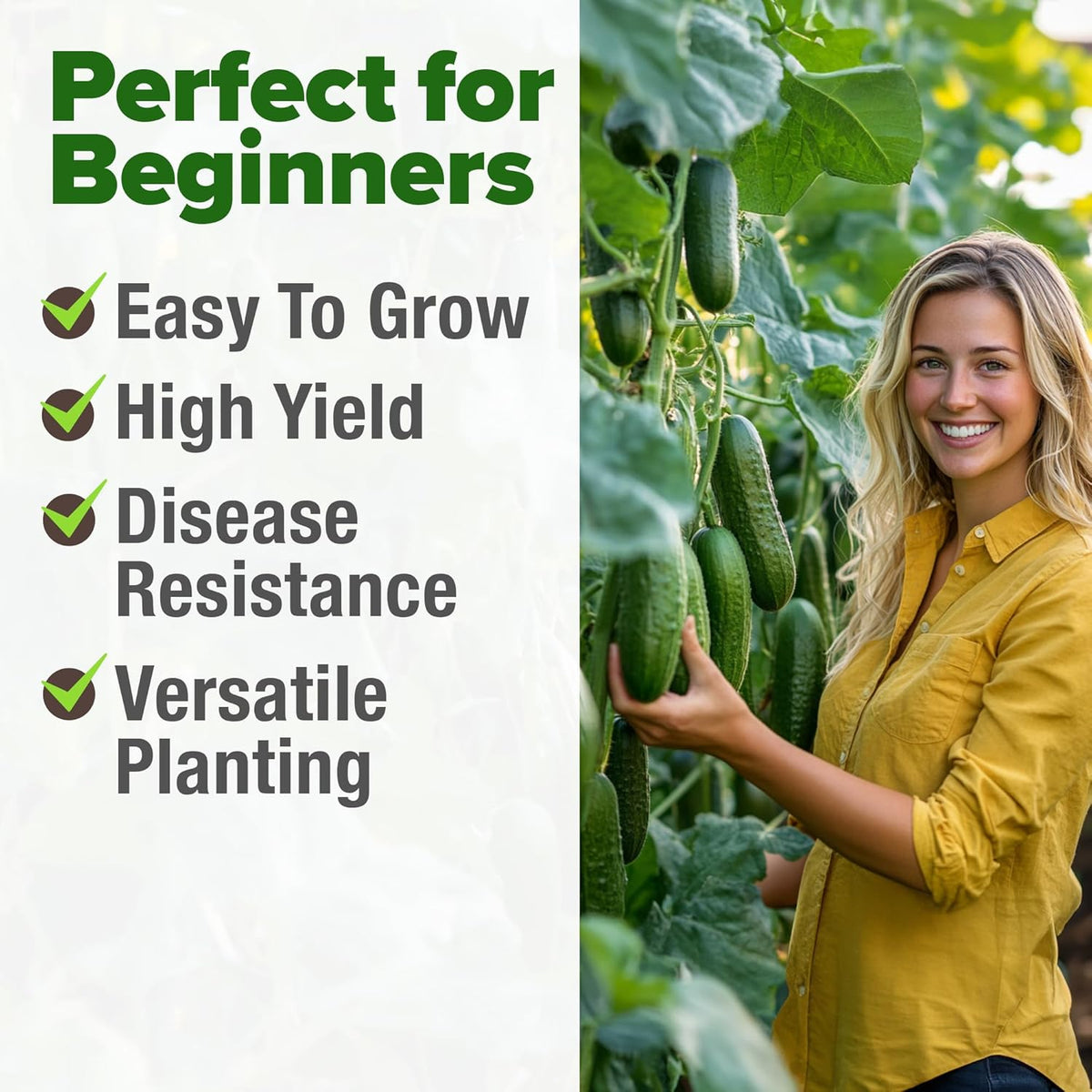 HOME GROWN 𝗨𝗦𝗔 𝗣𝗥𝗘𝗠𝗜𝗨𝗠 Organic Cucumber Seeds - 200 Marketmore Heirloom 𝗡𝗢𝗡-𝗚𝗠𝗢 Vegetable Seeds for Planting in Trellises, Raised Beds, Containers (Cucumis sativus)