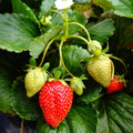 Everbearing Strawberry Plants - Harvest Strawberries Two to Three Times Per Year! Bare Root Everbearing Strawberry Plants from Hand Picked Nursery (25)