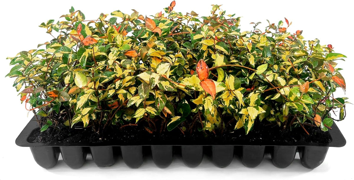 Jasmine Summer Sunset - 50 Live Plants - Trachelospermum Asiaticum - Colorful Groundcover Vine