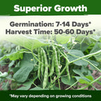 HOME GROWN Contender Bush Seeds - 56 𝗡𝗢𝗡-𝗚𝗠𝗢 𝗨𝗦𝗔-𝗦𝗢𝗨𝗥𝗖𝗘𝗗, Heirloom Green Beans for Planting - Emergency Food Supply (Phaseolus vulgaris)