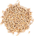 Thunder Acres Barley Seed - Certified Organic - Non-GMO (10 lb)