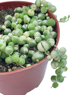 Live Succulent 4" Variegated String of Pearls, Succulents Plants Live, Succulent Plants Fully Rooted Hanging House Plant for Home Office Decoration, DIY Projects Party Favor Gift by The Succulent Cult