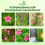 Outsidepride Rose Cypress Vine Seeds - 200 Pcs Annual Flower Seeds with Nectar-Rich, Star-Shaped Flowers & Feathery, Fern-Like Leaves for Fences, Trellises, Pergolas & Vertical Gardens