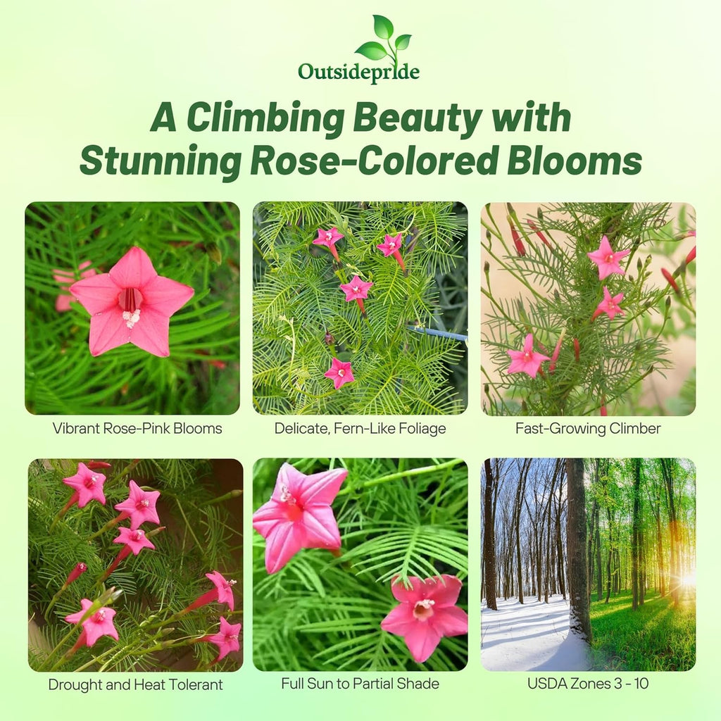 Outsidepride Rose Cypress Vine Seeds - 100 Pcs Annual Flower Seeds with Nectar-Rich, Star-Shaped Flowers & Feathery, Fern-Like Leaves for Fences, Trellises, Pergolas & Vertical Gardens
