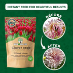 BuildASoil No-Till Clover Seed Cover Crop Blend 12 Species Cover Crop Seed Mix Premium Clover Seeds for Lawn - Plants Friendly Cover Crop for Garden - 60% Clover (3 lb Bag)