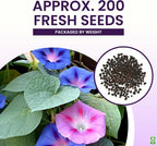 Mixed Morning Glory Seeds for Planting – 200 Fresh Seeds – Blue, Purple, White, and Rose Climbing Vine Flowers – Attracts Butterflies & Hummingbirds – Fast-Growing Vine – Grown in The USA