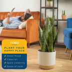 Costa Farms Snake Plant, Live Indoor and Outdoor Sansevieria Plant, Easy Care Tropical Houseplant Potted in Nursery Pot, Air Purifying Succulent Plant in Soil, Housewarming, Home Décor, 2-3 Feet Tall