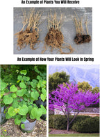 5 Dormant Eastern Redbud Trees Live Plants Seedlings Bare Roots, 6 to 13 Inc Tall Red Bud Trees Live Plants, American Redbud Tree, Cold Hardy