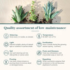 Shop Succulents Assorted Succulent Plant Pack Bulk Collection - Live Mini Succulent Plants, Low Maintenance, Mixture of Colors & Textures - Wedding and Party Favors, Gift & Garden, Pack of 256
