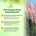 Outsidepride Pink Pampas Grass Seeds – 2,000 Pcs. Perennial, Drought-Tolerant Ornamental Grass for Large Garden Borders, Privacy Landscaping, Xeriscaping, and Low-Maintenance Outdoor Spaces