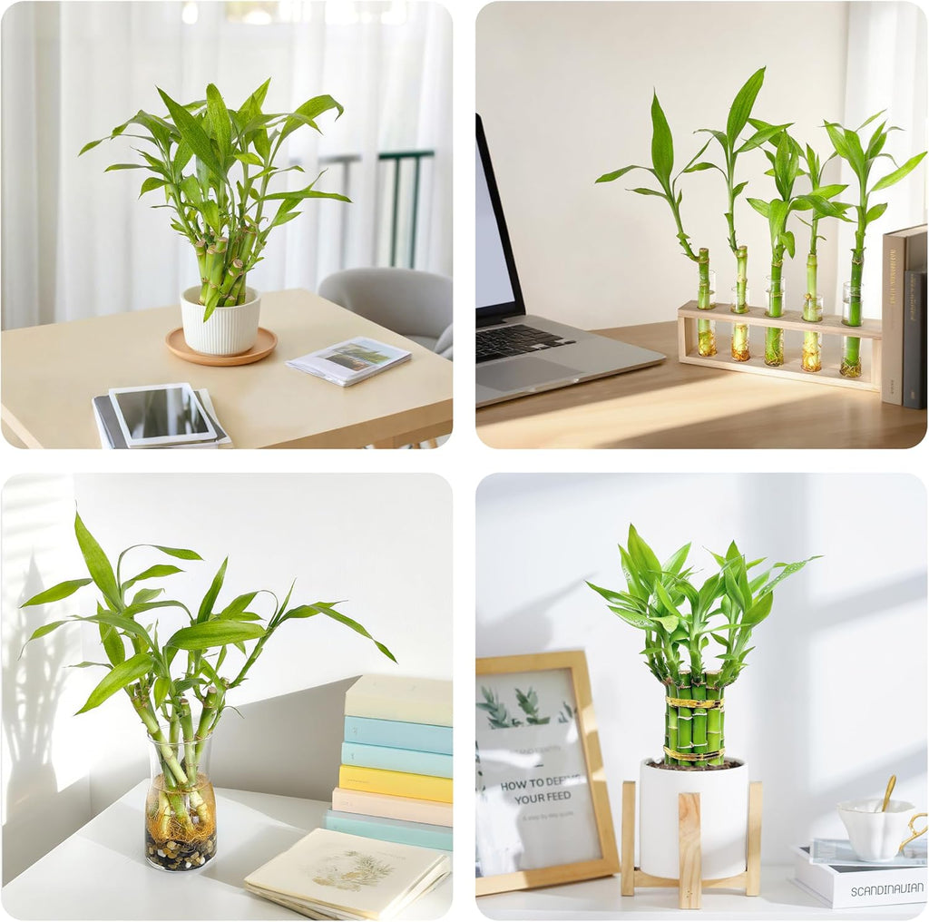 Lucky Bamboo Plants Live Indoor (10 Stalks, 6 Inch) - Fresh House Plants for Office Desk, Home Decor, for Positive Energy, Prosperity & Easy Care