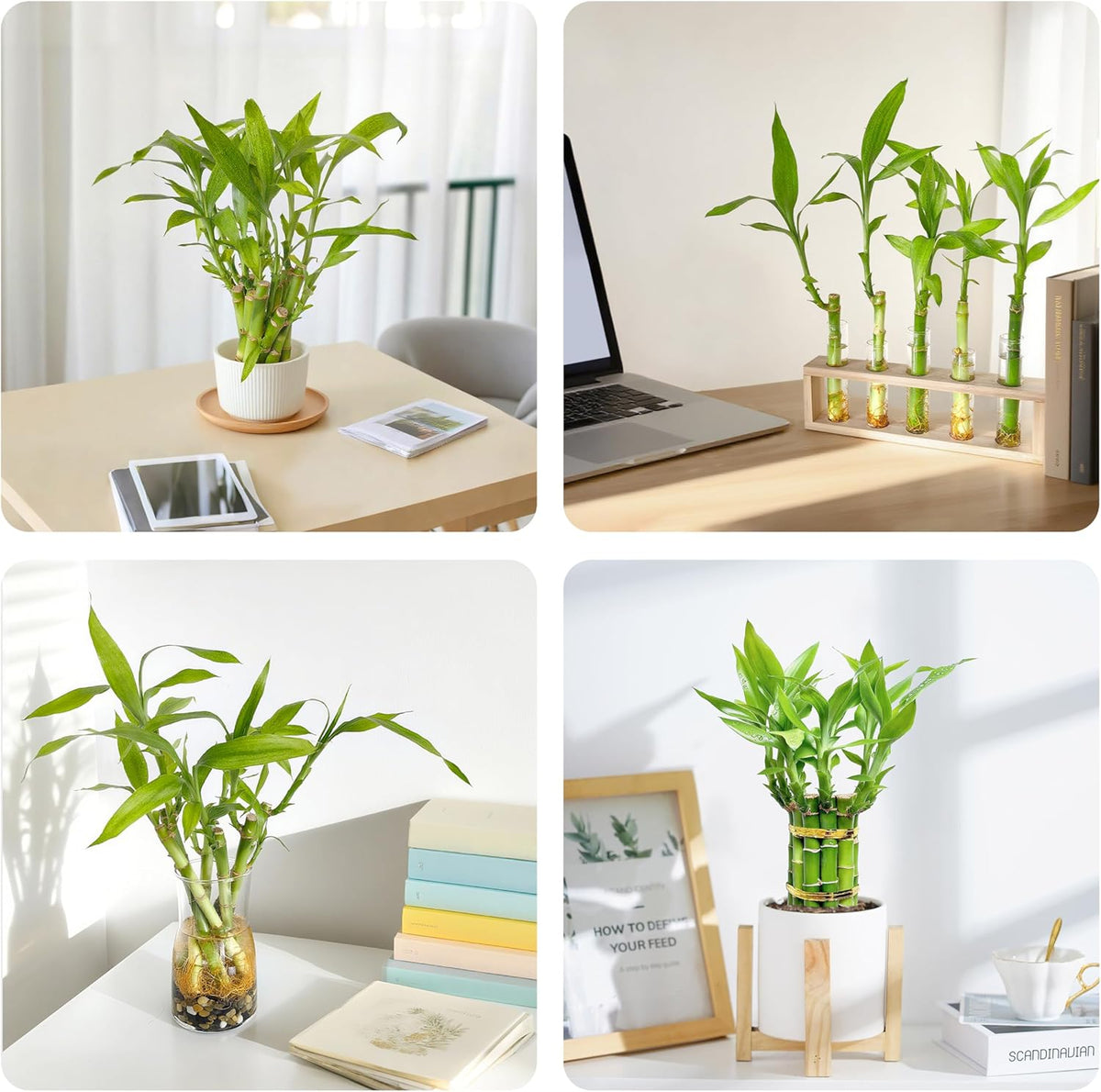 Lucky Bamboo Plants Live Indoor (10 Stalks, 8 Inch) - Fresh House Plants for Office Desk, Home Decor, for Positive Energy, Prosperity & Easy Care