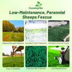 Outsidepride Sheeps Fine Fescue Grass Seed - 10 Lbs. Perennial Heat & Drought Tolerant Dense Green, Traffic-Resistant Turf for Shaded Environments w/OptiGrowth Coating for Seed Enhancement