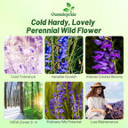 Outsidepride Penstemon Seeds - 1 Lb. Perennial, Drought-Tolerant & Pollinator Friendly, Strictus Rocky Mountain Wildflower Seeds for Planting with Vibrant Blue-Violet Blooms, Ideal for Xeriscaping