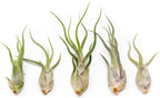 Tillandsia Caput Medusae Air Plants - Live Succulent House Plants - Available in Wholesale and Bulk - Home and Garden Decor - Easy Care Indoor/Outdoor Air Plant (Pack of 5)