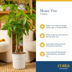 Costa Farms Money Tree Live Plant | 12-16 Inches Tall Bonsai | Easy to Grow Indoor Houseplant in Plant Pot | Home, Office, or Room Decor | Birthday, Housewarming Gift