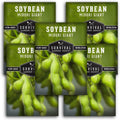Midori Giant Soybean Seeds for Planting - Grow Protein-Rich Edamame Pods in Your Home Vegetable Garden - Non-GMO Heirloom Soy Bean - Survival Garden Seeds (5 Packs)