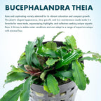 SubstrateSource Live Plants - Bucephalandra Theia - Low Light, Green, Red, Purple Accent for Foreground to Midground Freshwater Aquarium Aquascaping - Pot