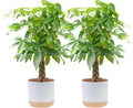 Costa Farms Money Tree Live Plants in Decorative Pot, Large Air Purifying Indoor Houseplant, Perfect for Home, Room, or Office Decor, Great House Warming or Birthday Gift, 3-4 Feet Tall, Pack of 2